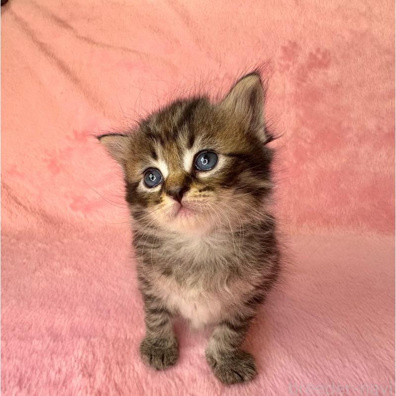 販売中の千葉県のサイベリアン-135285の6枚目