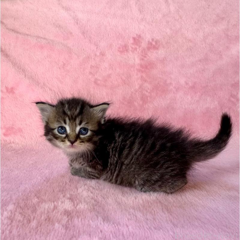 販売中の千葉県のサイベリアン-135285の5枚目