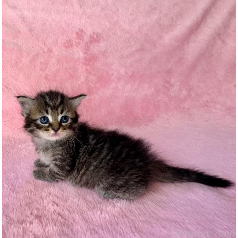 販売中の千葉県のサイベリアン-135285の3枚目