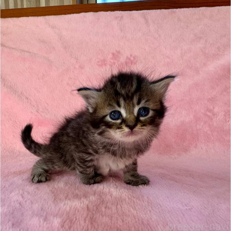 販売中の千葉県のサイベリアン-135285の2枚目