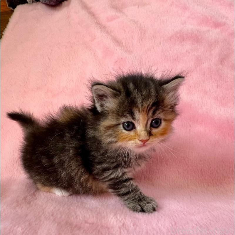 販売中の千葉県のサイベリアン-135286の14枚目