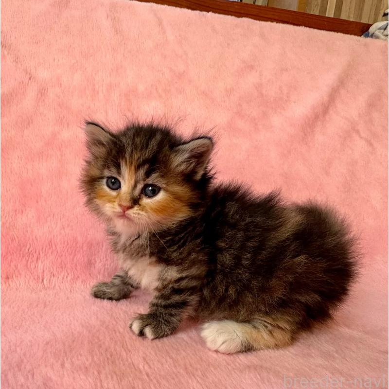 販売中の千葉県のサイベリアン-135286の13枚目