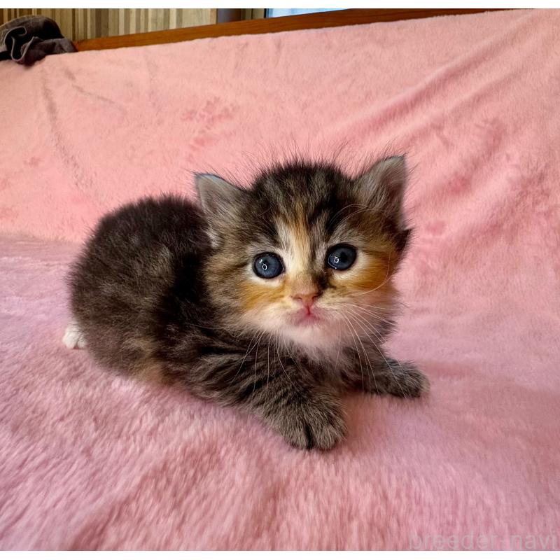 販売中の千葉県のサイベリアン-135286の12枚目