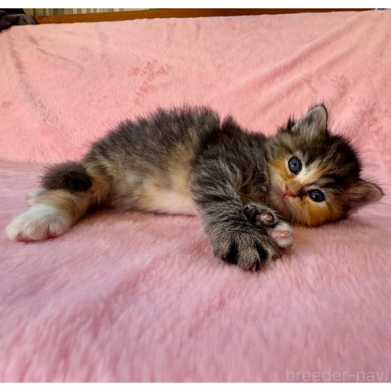 販売中の千葉県のサイベリアン-135286の11枚目