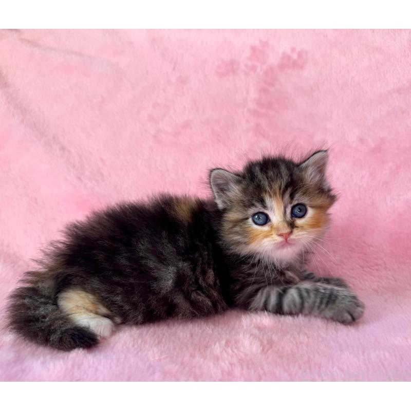 販売中の千葉県のサイベリアン-135286の9枚目