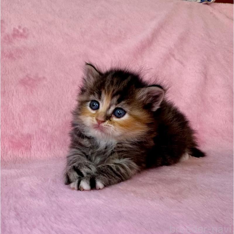 販売中の千葉県のサイベリアン-135286の8枚目