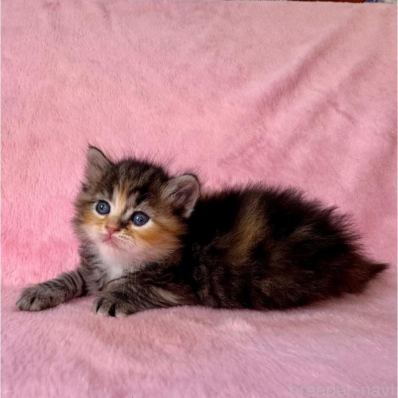 販売中の千葉県のサイベリアン-135286の7枚目