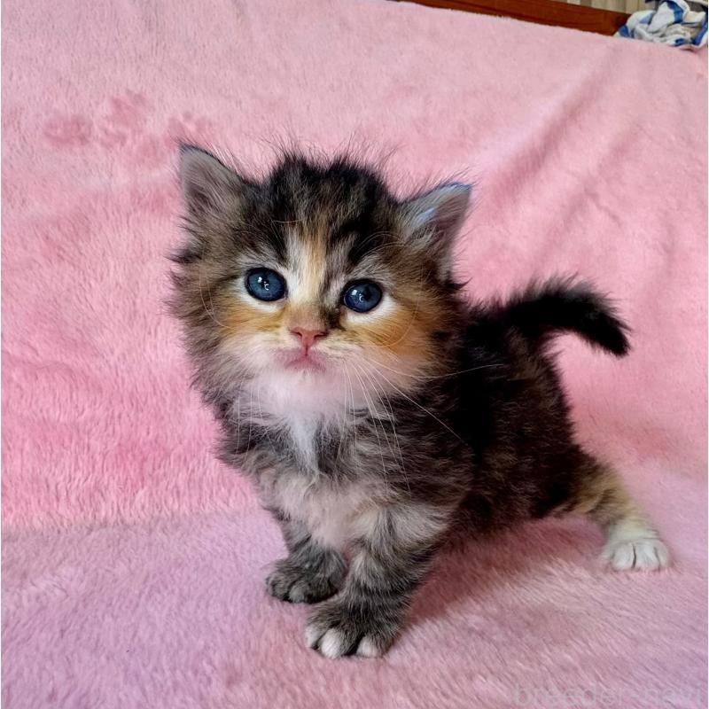 販売中の千葉県のサイベリアン-135286の6枚目