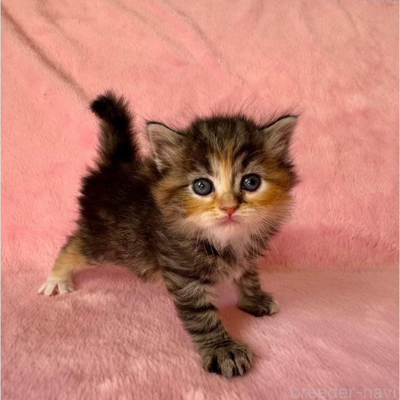 販売中の千葉県のサイベリアン-135286の5枚目