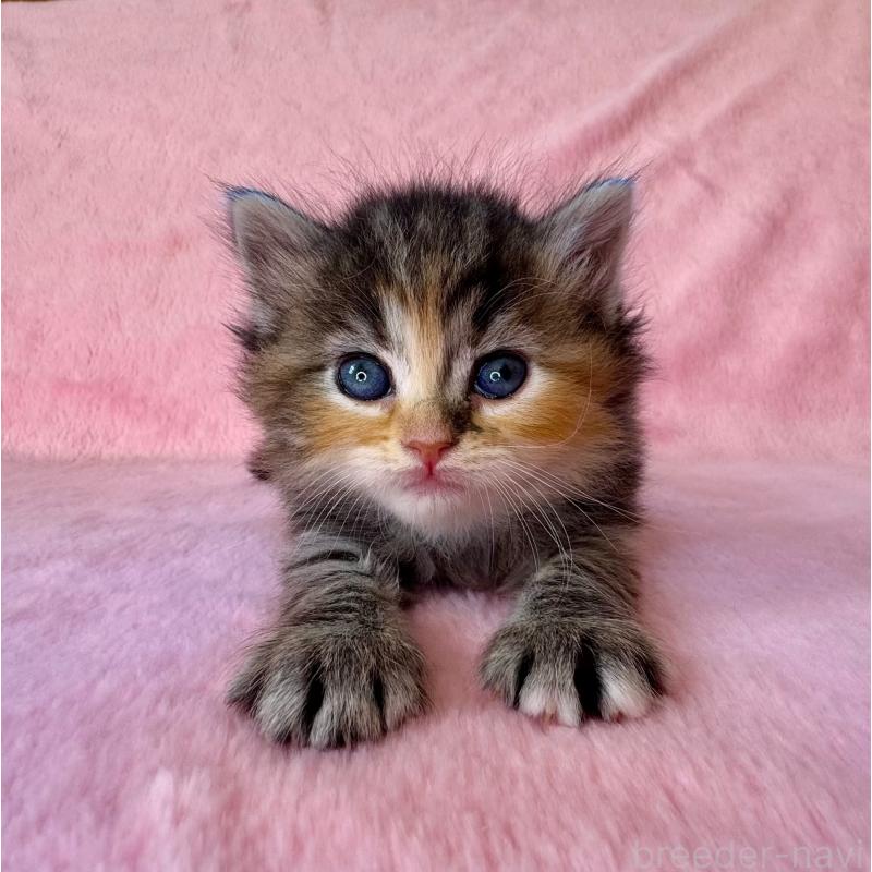 販売中の千葉県のサイベリアン-135286の4枚目