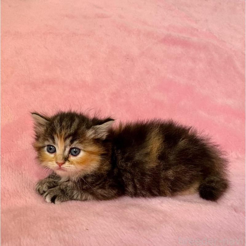 販売中の千葉県のサイベリアン-135286の3枚目