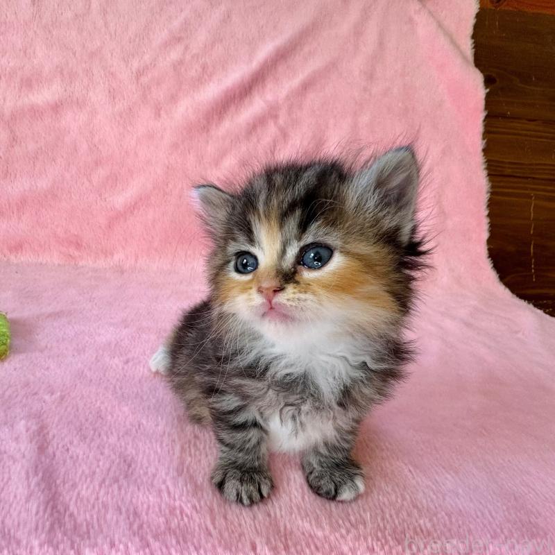 販売中の千葉県のサイベリアン-135286の2枚目