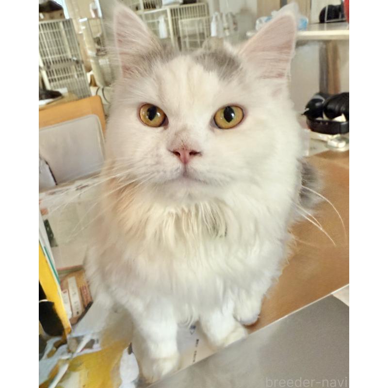 成約済の栃木県のミヌエット-126532