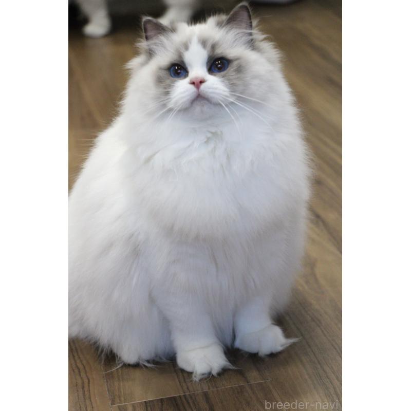 販売中の大阪府のラグドール-128693の3枚目