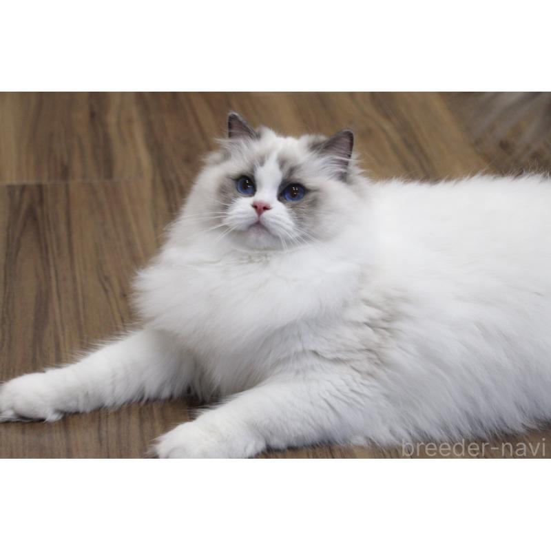 販売中の大阪府のラグドール-128693の2枚目