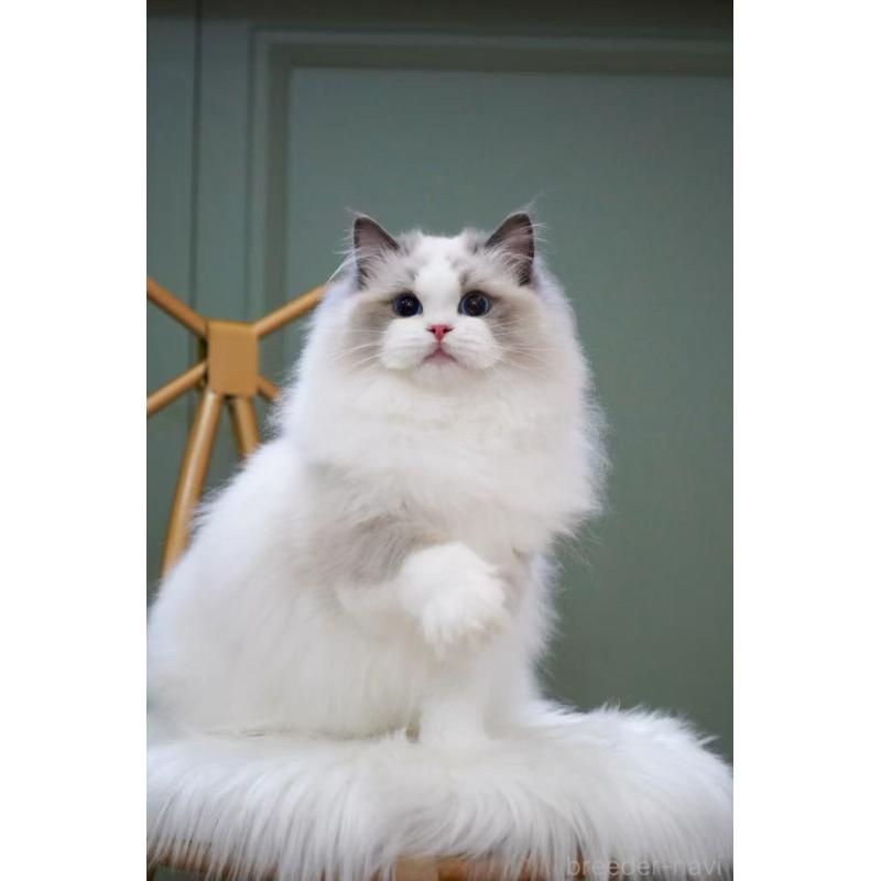 モナちゃんちゃん1枚目