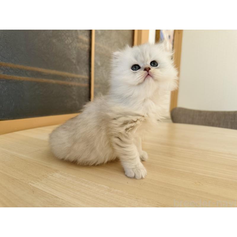 販売中の千葉県のミヌエット-133773の6枚目