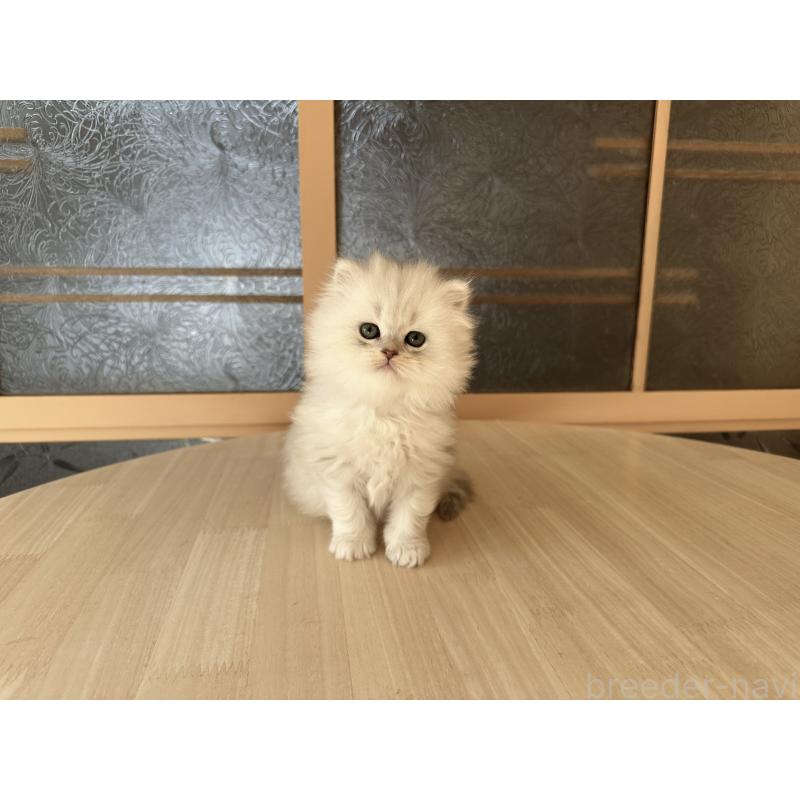 販売中の千葉県のミヌエット-133773の5枚目