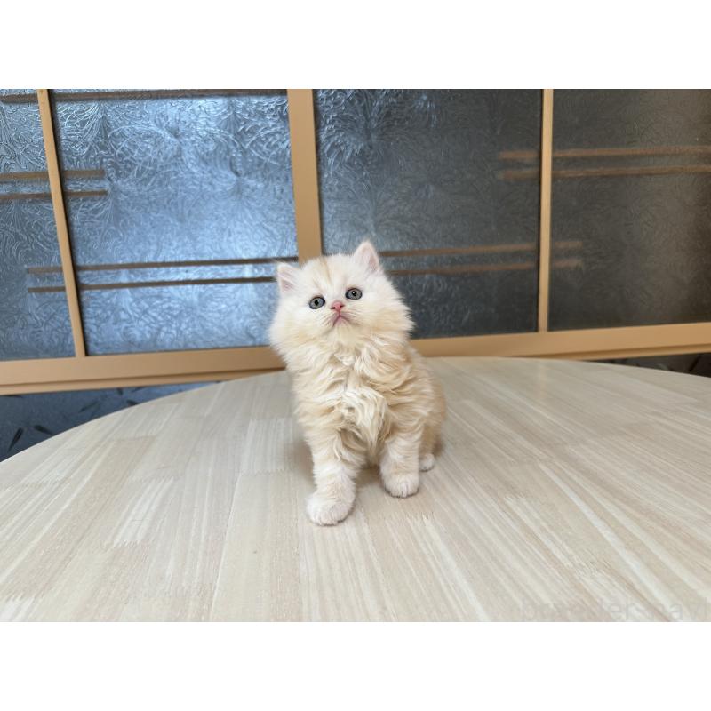 販売中の千葉県のマンチカン-133774の9枚目