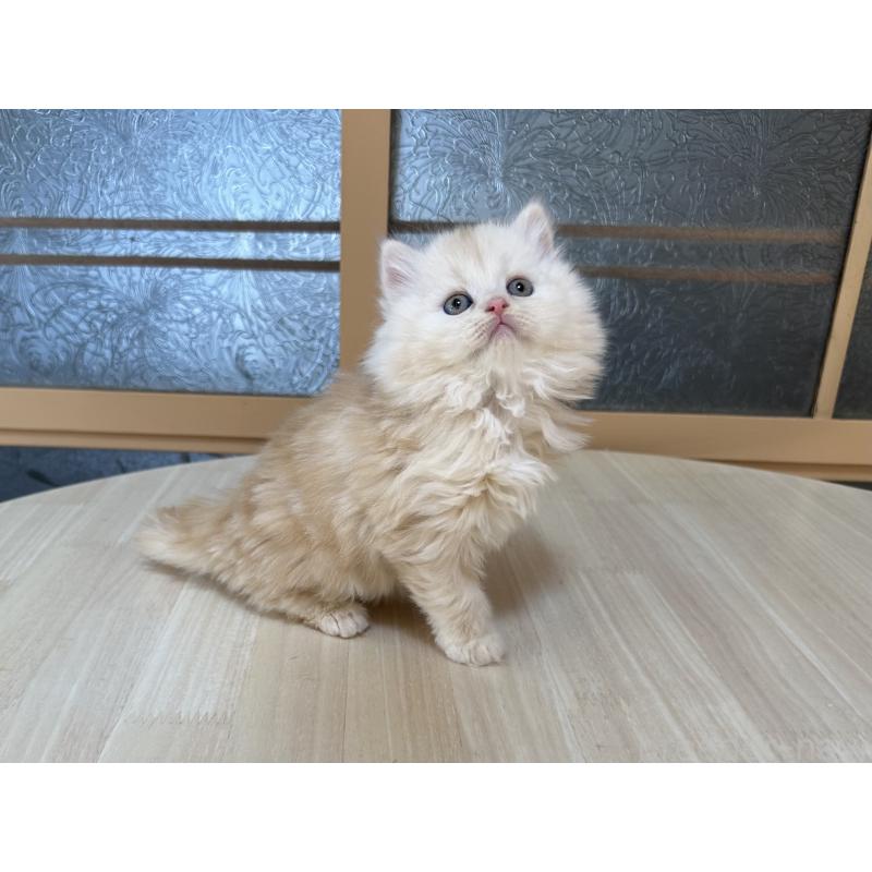 販売中の千葉県のマンチカン-133774の8枚目