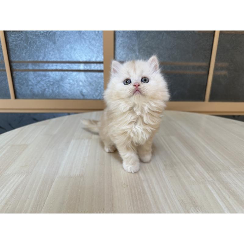 販売中の千葉県のマンチカン-133774の6枚目