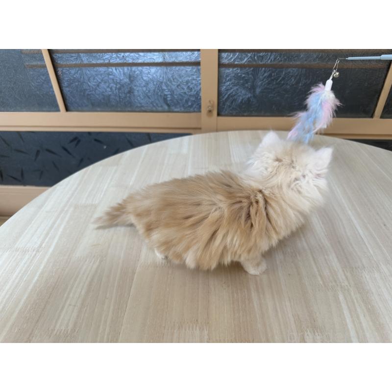 販売中の千葉県のマンチカン-133774の5枚目