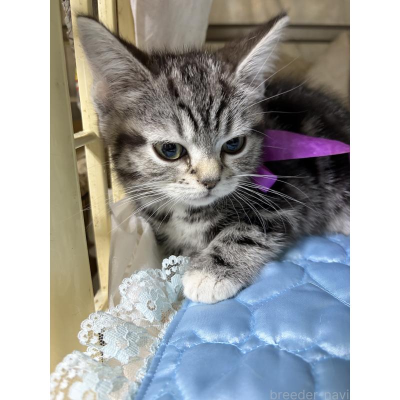 販売中の神奈川県のスコティッシュフォールド-134199