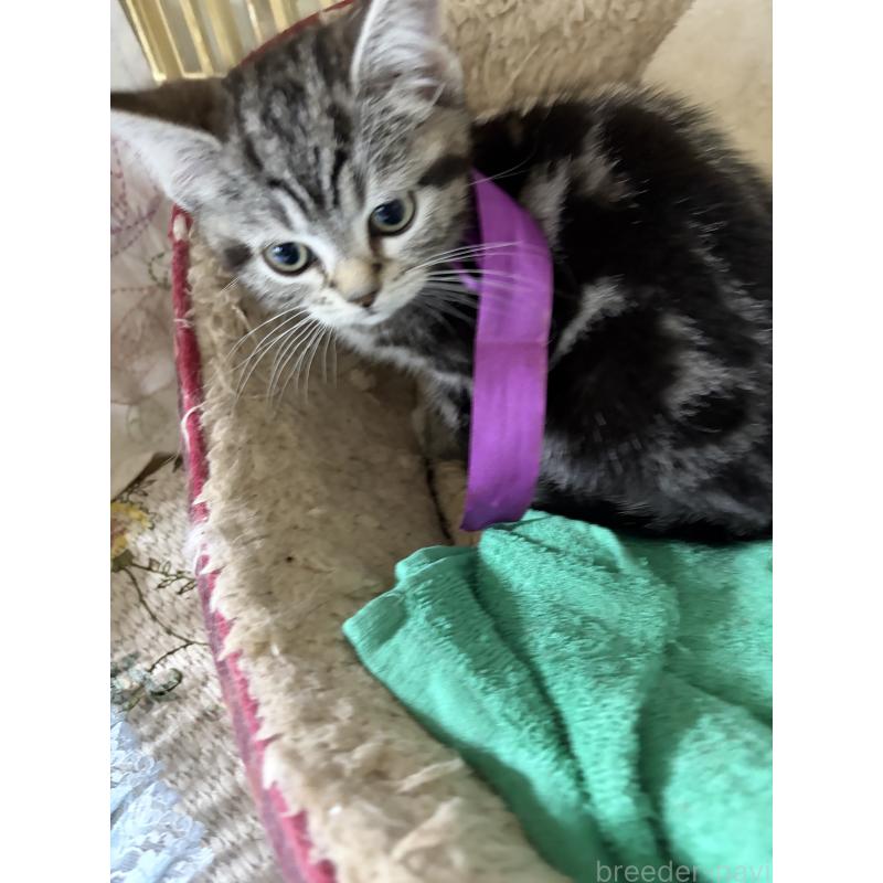 販売中の神奈川県のスコティッシュフォールド-134199の28枚目