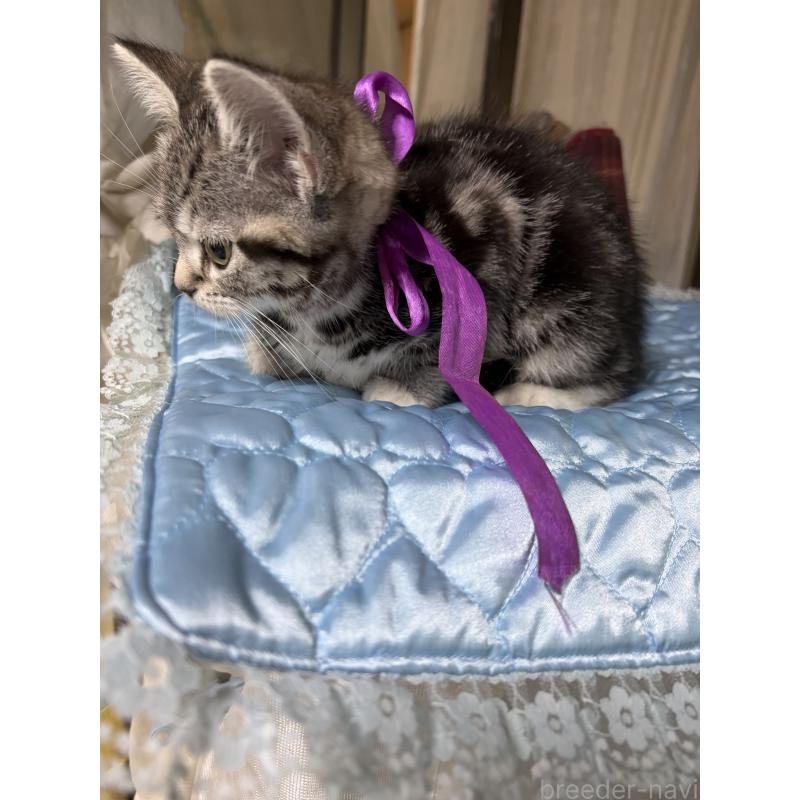 販売中の神奈川県のスコティッシュフォールド-134199の27枚目