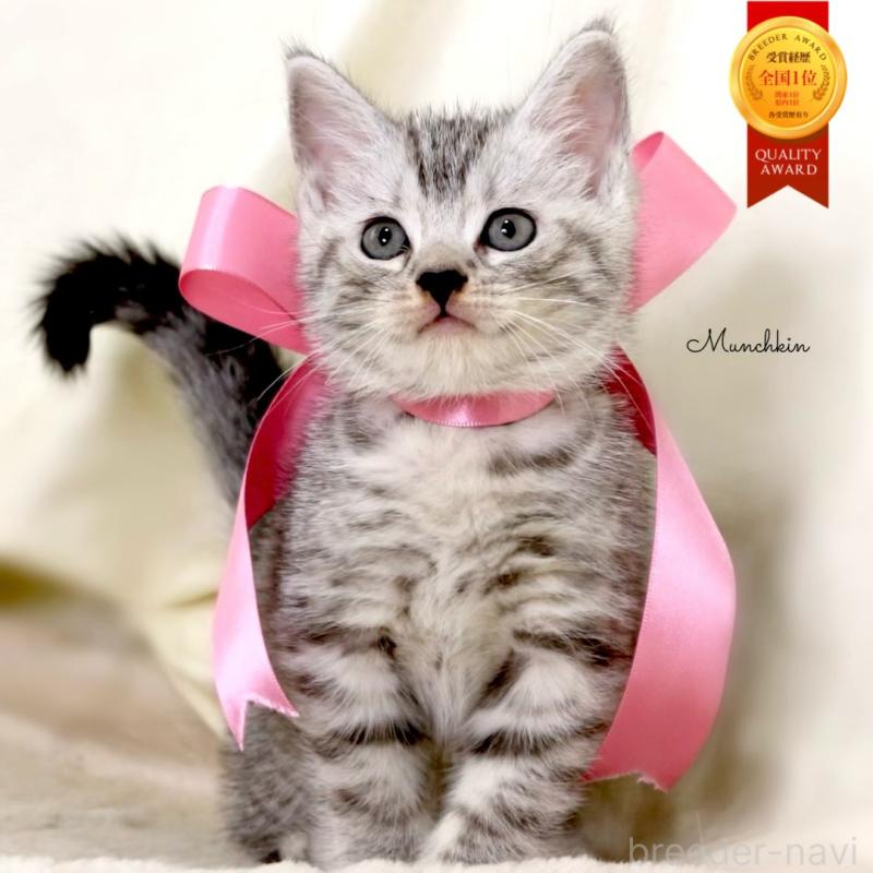 販売中の栃木県のマンチカン-134263