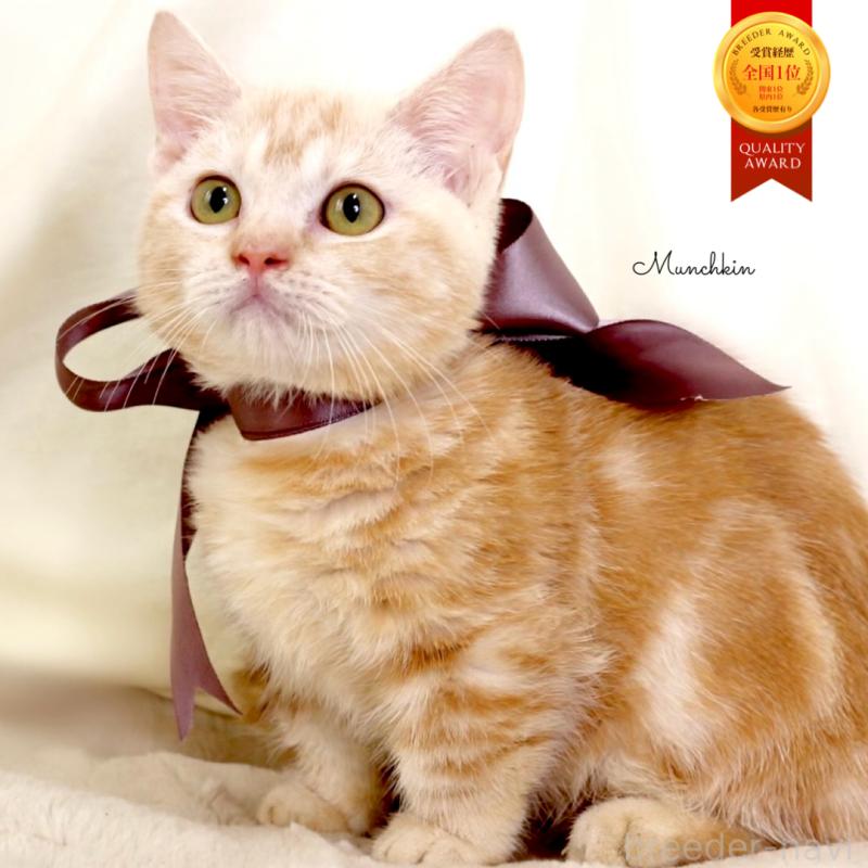 販売中の栃木県のマンチカン(短足)-133053の1枚目