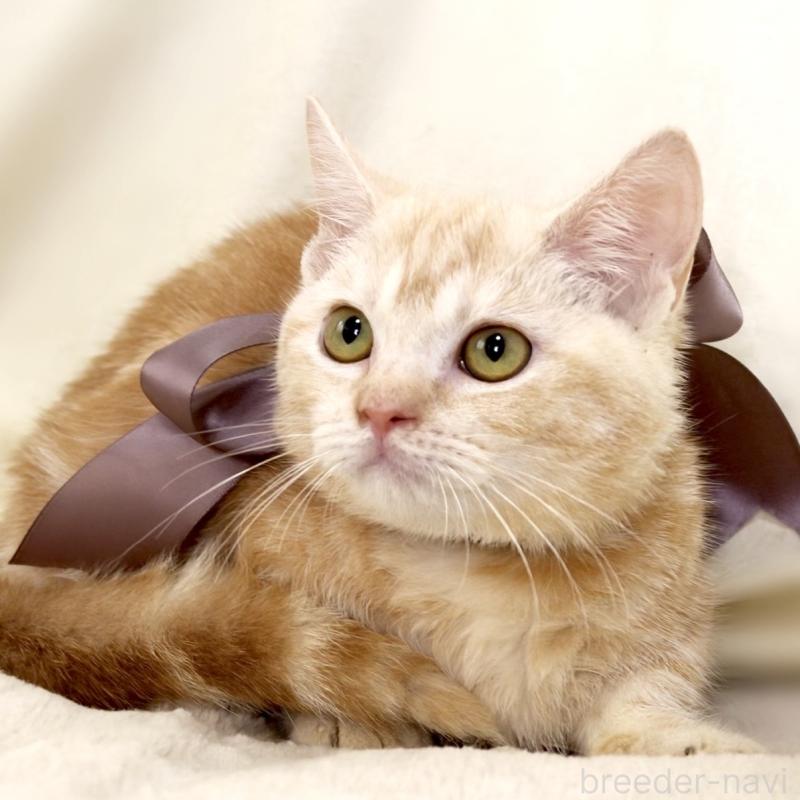 販売中の栃木県のマンチカン(短足)-133053の10枚目