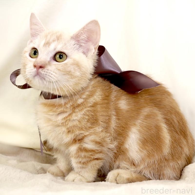 販売中の栃木県のマンチカン(短足)-133053の9枚目