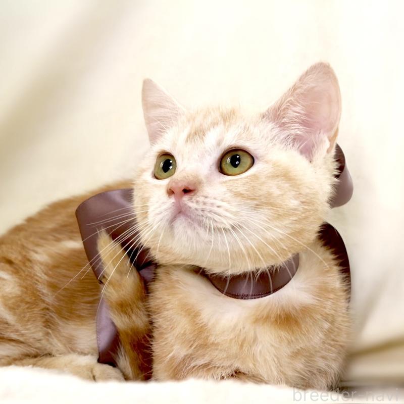 販売中の栃木県のマンチカン(短足)-133053の8枚目