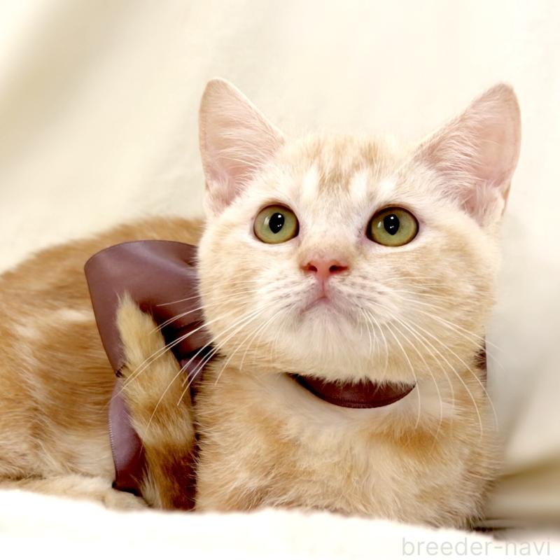 販売中の栃木県のマンチカン(短足)-133053の7枚目