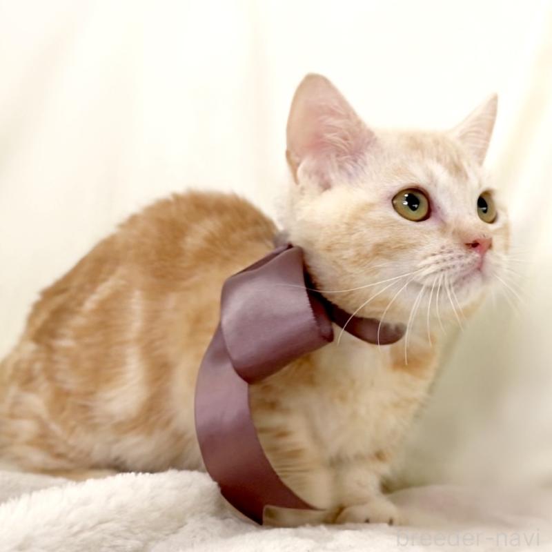 販売中の栃木県のマンチカン(短足)-133053の6枚目