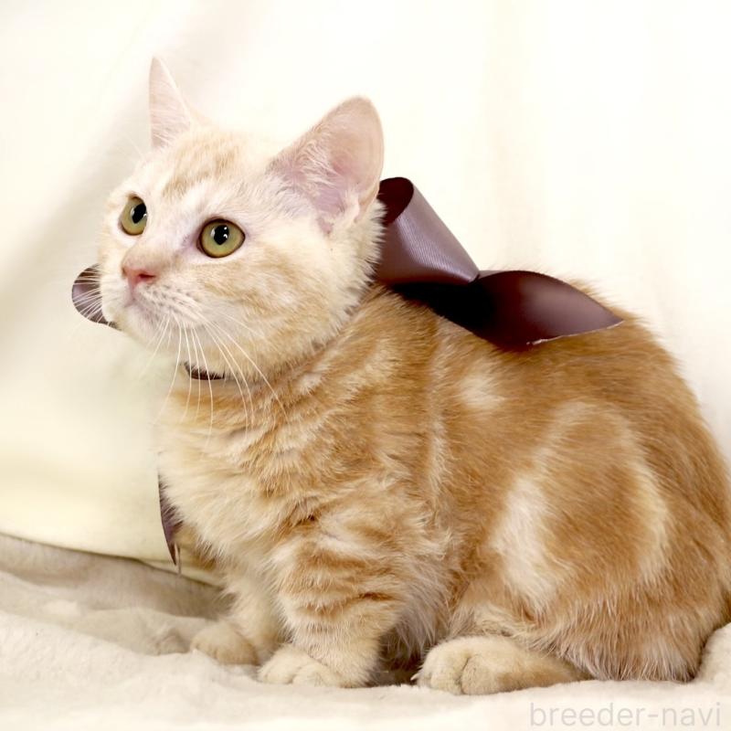 販売中の栃木県のマンチカン(短足)-133053の5枚目