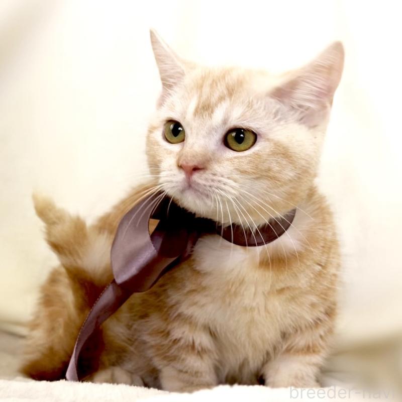 販売中の栃木県のマンチカン(短足)-133053の4枚目