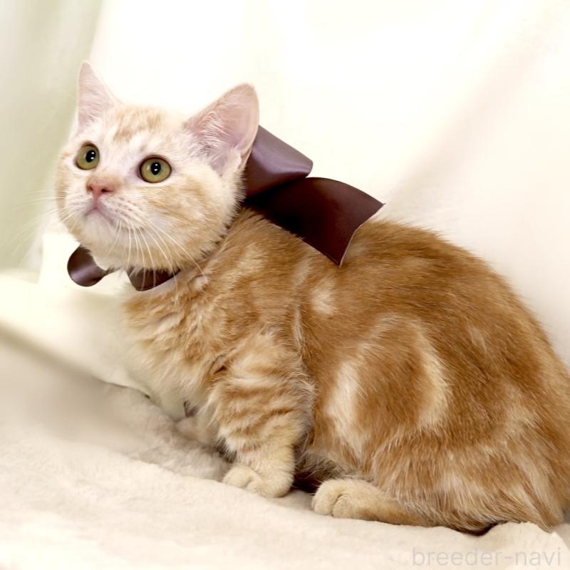 販売中の栃木県のマンチカン(短足)-133053の3枚目