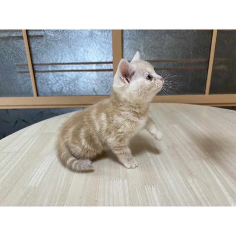 販売中の千葉県のマンチカン-135288の8枚目