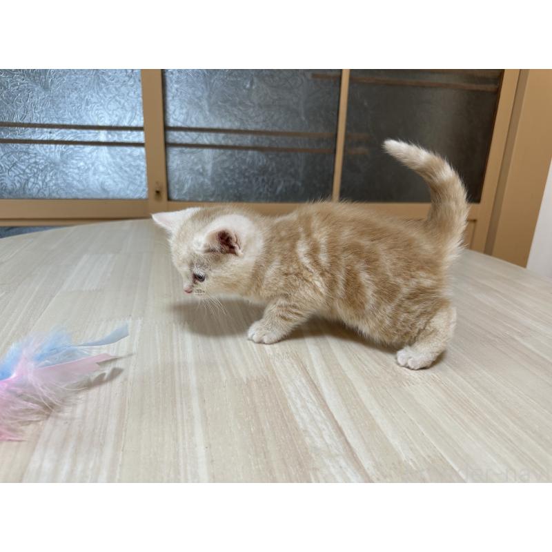 販売中の千葉県のマンチカン-135288の7枚目