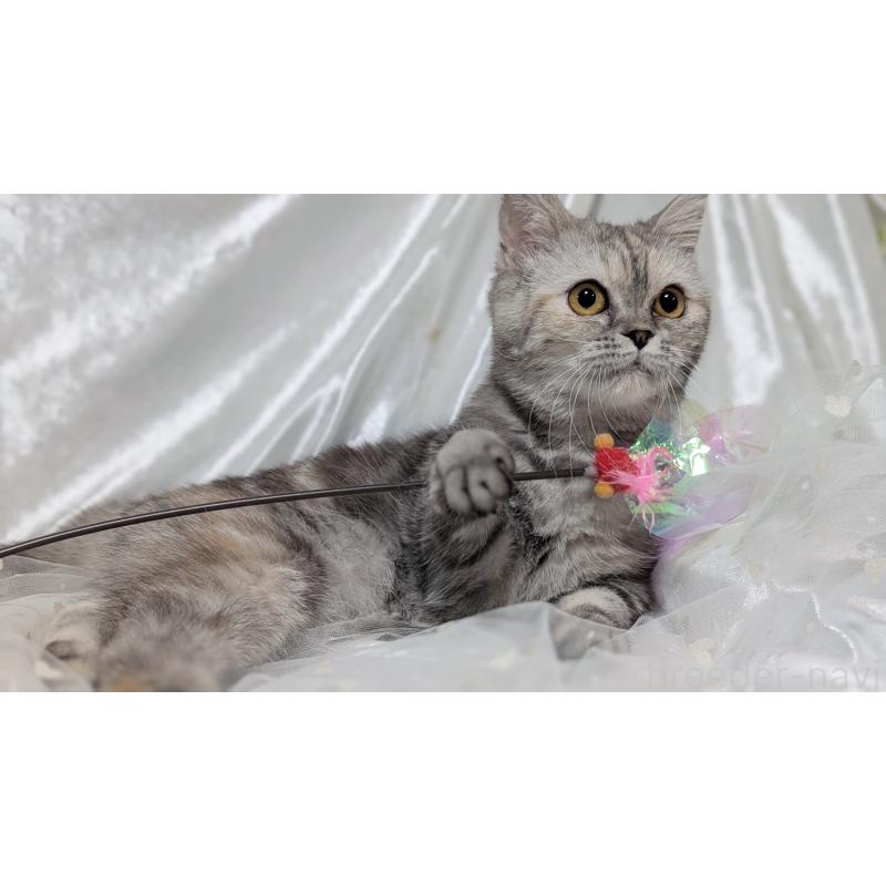 販売中の宮城県のエキゾチックショートヘア-125528の8枚目