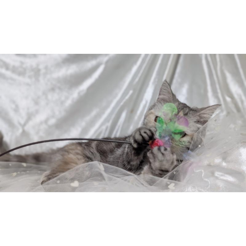 販売中の宮城県のエキゾチックショートヘア-125528の7枚目