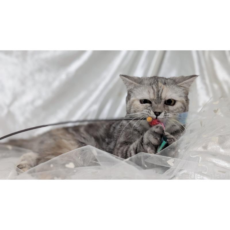 販売中の宮城県のエキゾチックショートヘア-125528の6枚目