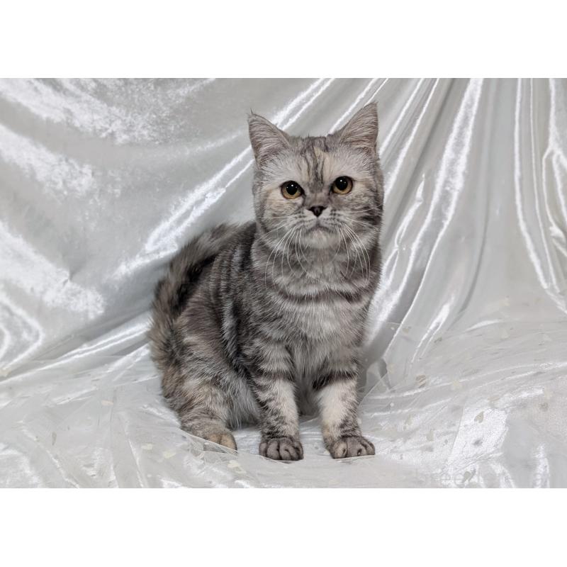 販売中の宮城県のエキゾチックショートヘア-125528の5枚目