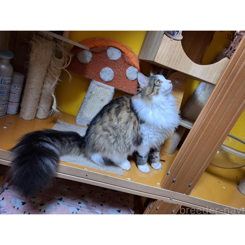 販売中の京都府のメインクーン-124498の5枚目