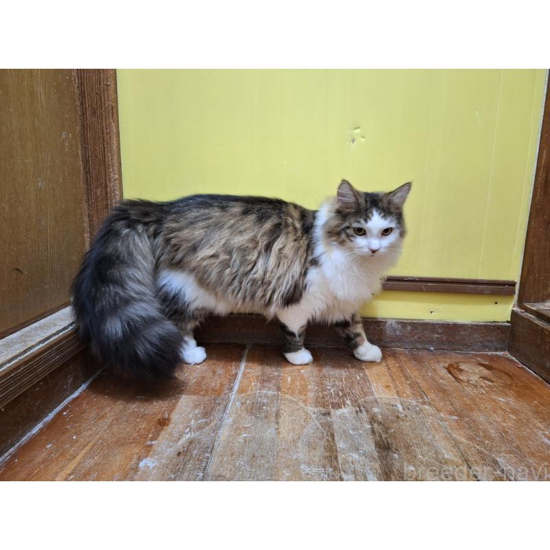 販売中の京都府のメインクーン-124498の4枚目