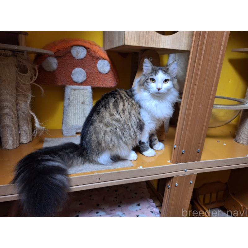 販売中の京都府のメインクーン-124498の3枚目