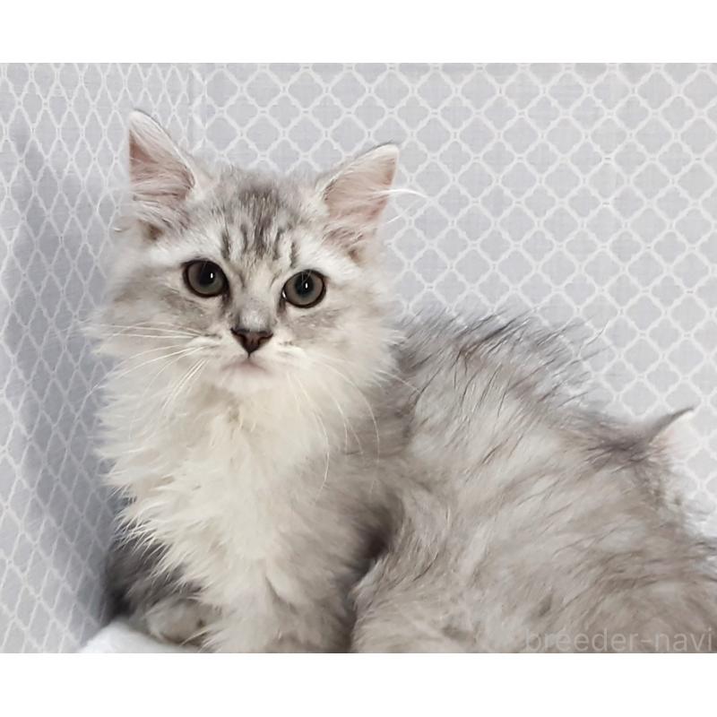 販売中の岐阜県のミックス-135289の4枚目