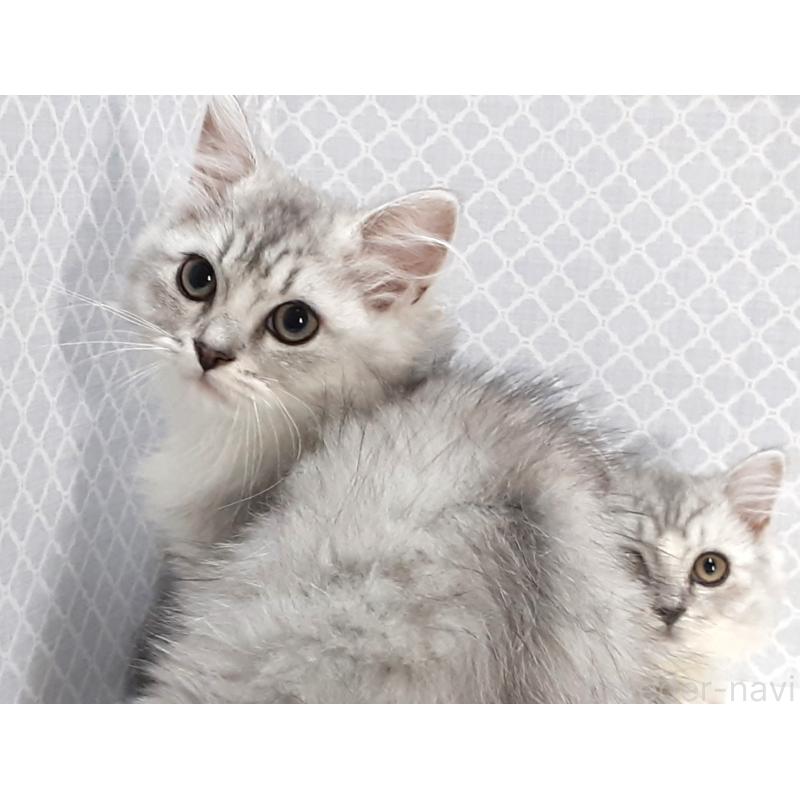 販売中の岐阜県のミックス-135289の3枚目